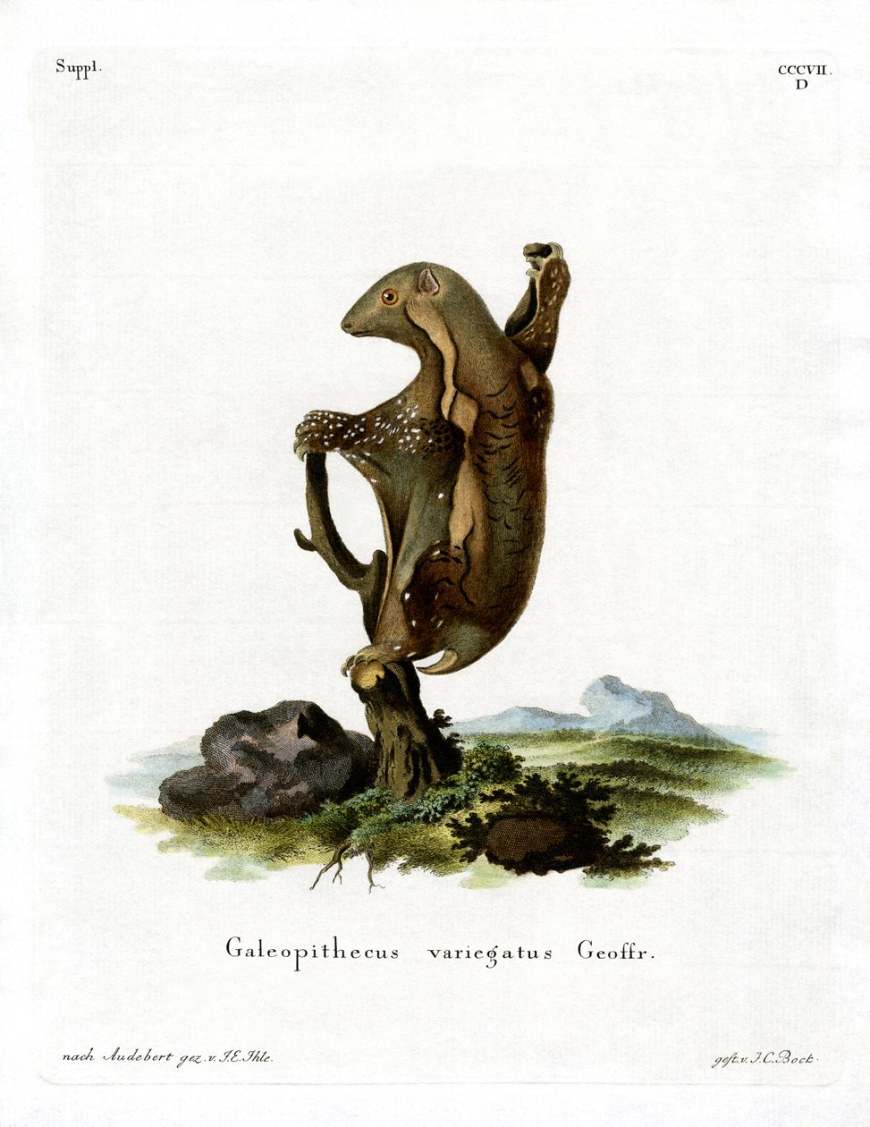 Malayan Flying Lemur (színes metszet) alkotó: German School