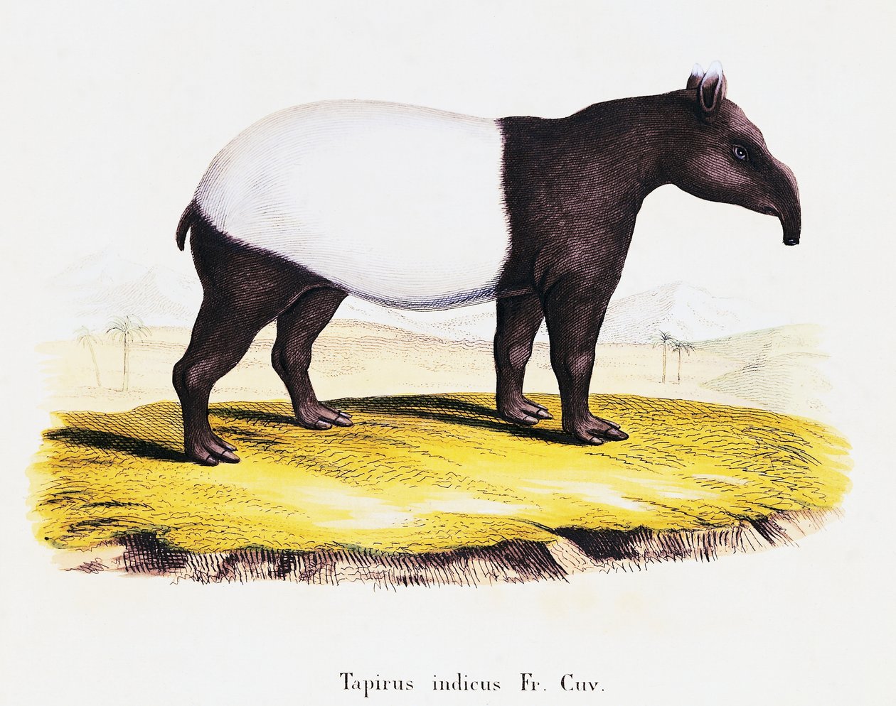 Maláj tapír (Tapirus indicus), a természetből leírásokkal illusztrált emlősökből, Johann Christian Daniel von Schreber (1739-1810), metszet: A Fleischman C Weber rajza alapján, 6-7. kötet, 319-A táblázat, Németország alkotó: German School