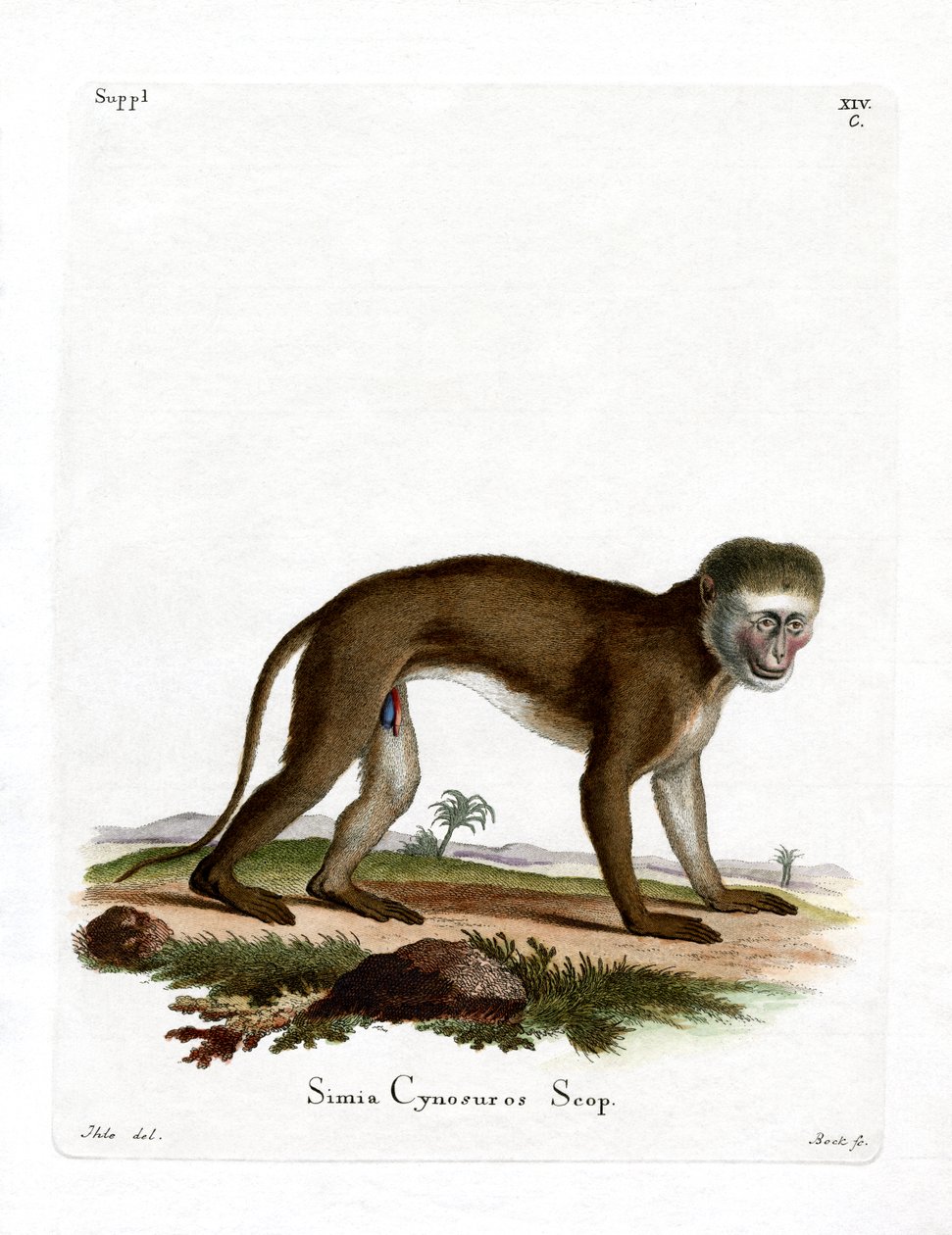 Malbrouck Monkey (színes metszet) alkotó: German School