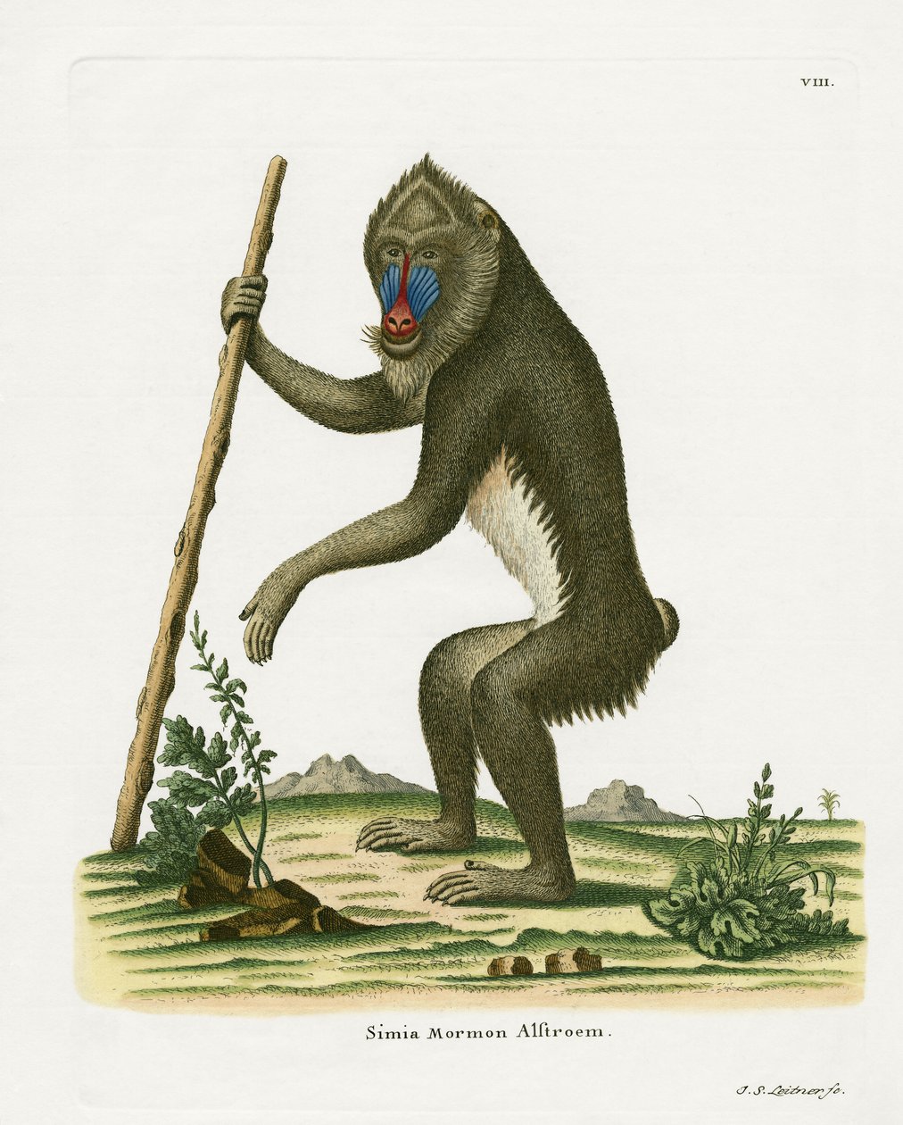 Mandrill (színes gravírozás) alkotó: German School
