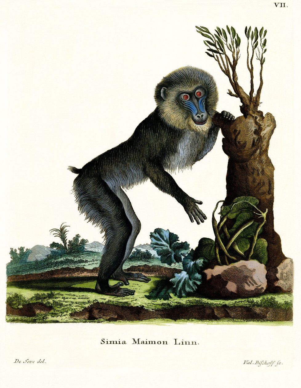 Mandrill (színes gravírozás) alkotó: German School