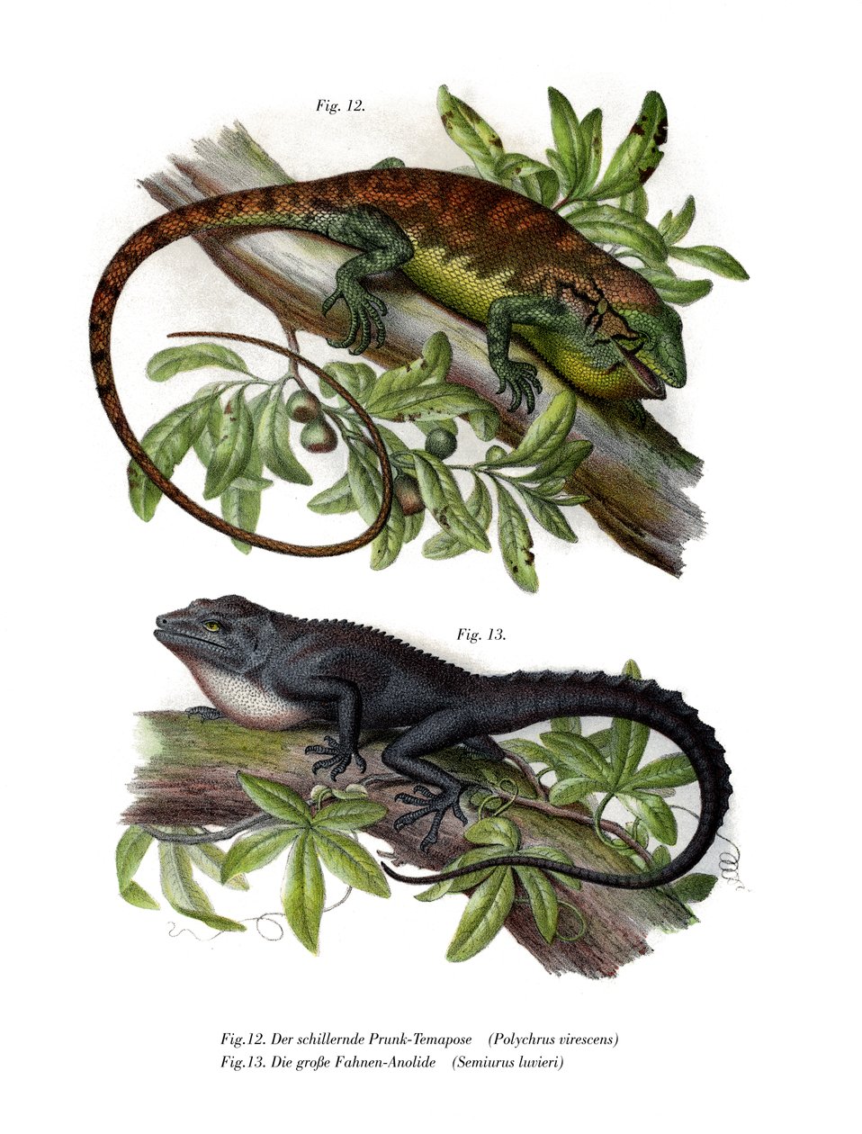 Sokszínű Bush Anole (színes litho) alkotó: German School