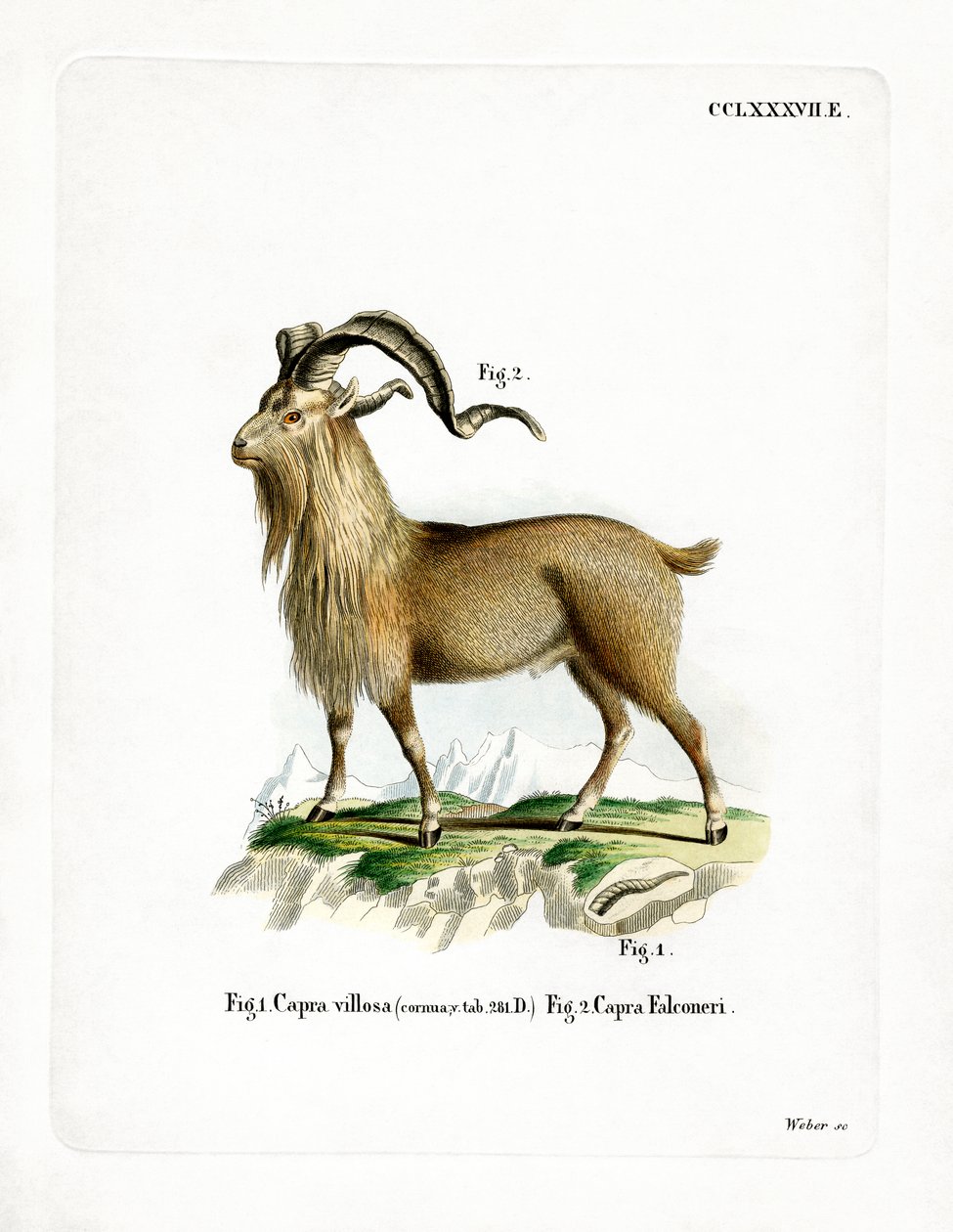 Markhor (színes metszet) alkotó: German School