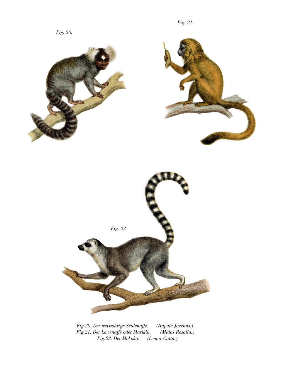 Marmoset, 1860 alkotó: German School