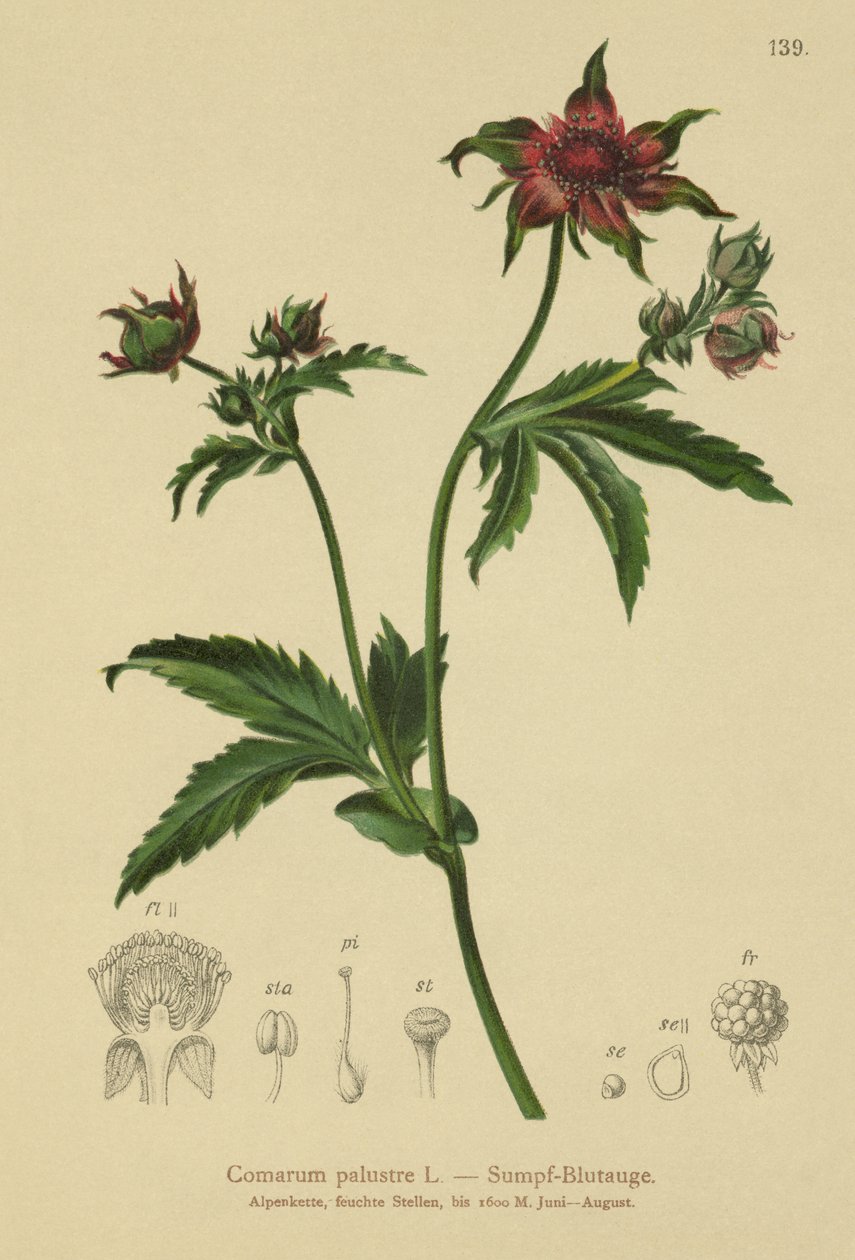 Mocsári cinquefoil (Comarum palustre, Potentilla palustris) alkotó: German School