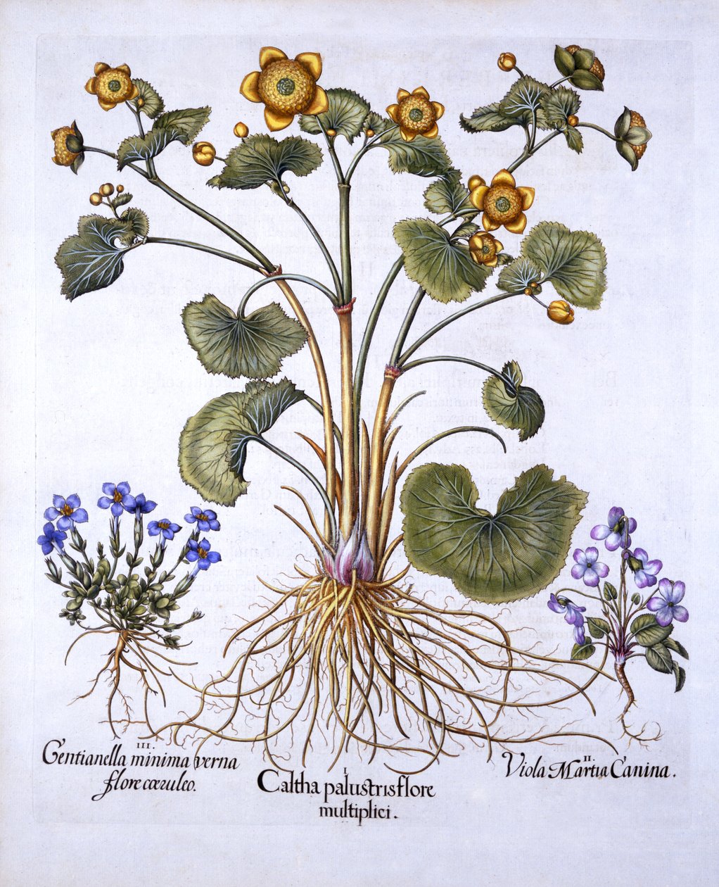 Marsh Marigold, March Violet and Spring Gentian, Hortus Eystettensis, Basil Besler (1561-1629), pub. 1613 (kézzel színezett metszet) alkotó: German School