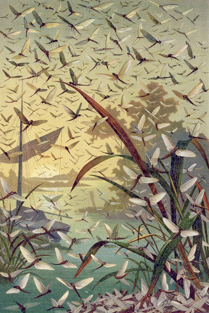 Mayfly, lemez Brehm állatvilágából: általános ismeretek az állatvilágról, 9. köt., 546. o., a Bibliográfiai Intézet kiadása, 1892 alkotó: German School