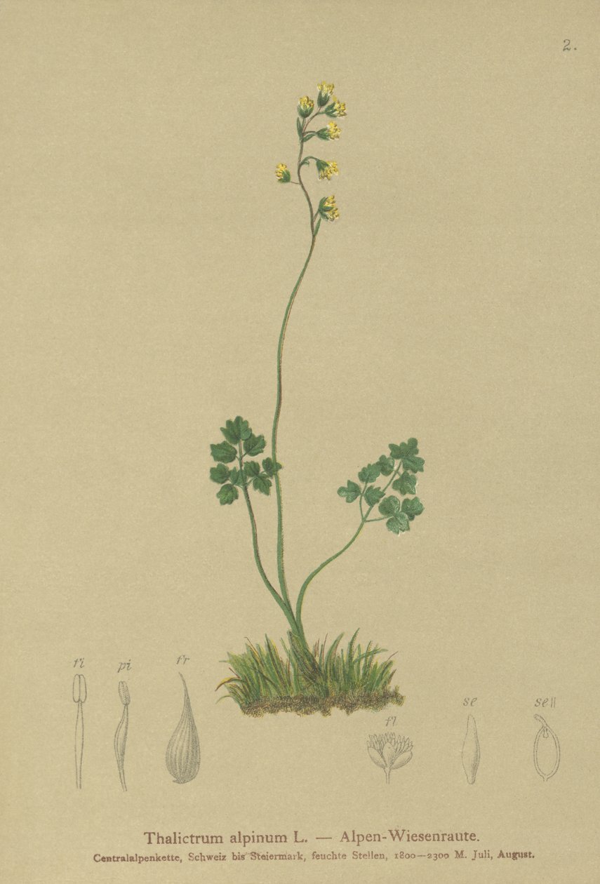 Meadow-rue (Thalictrum alpinum) alkotó: German School