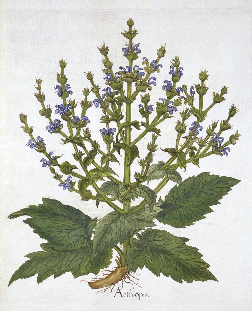 Mediterrán zsálya, a "Hortus Eystettensis"-ből, Basil Beslertől alkotó: German School
