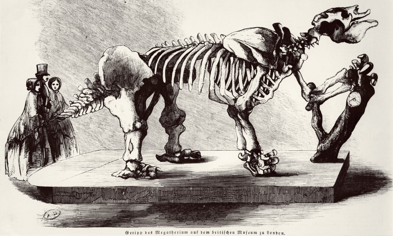 Megatherium csontváz a British Múzeumban alkotó: German School