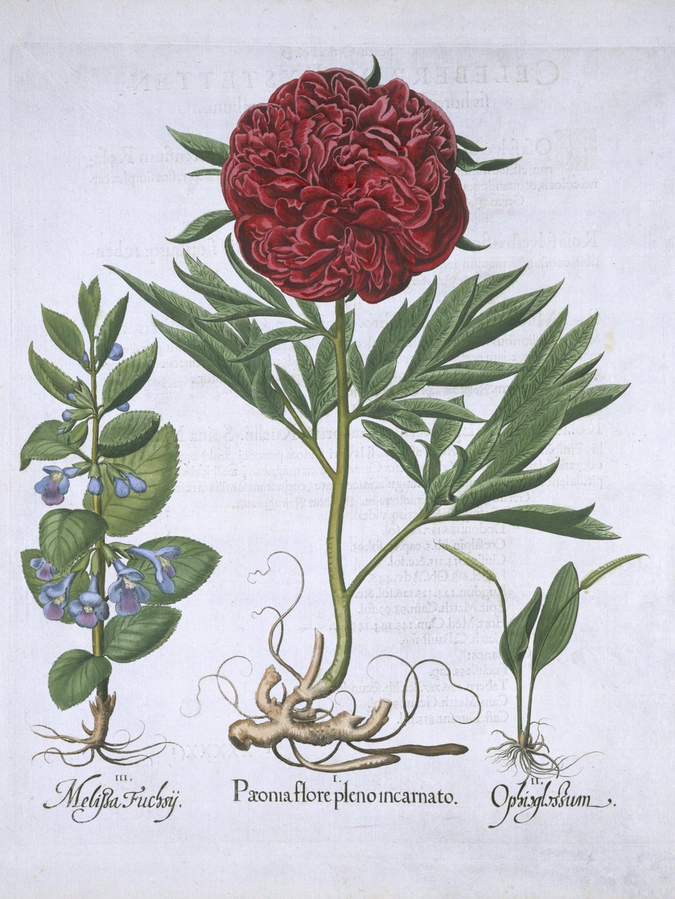 Melissa, Paeony és Odontoglossum, Hortus Eystettensis, Basil Besler (1561-1629) pub. 1613 (kézzel színezett metszet) alkotó: German School