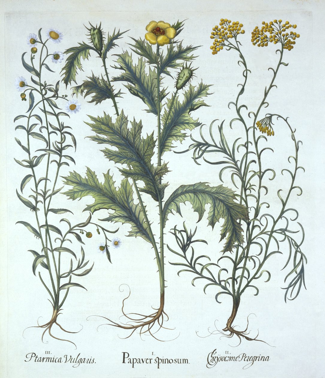 Mexikói mák, tengerparti szalmavirág és tüsszentés, a Hortus Eystettensisből, Basil Besler (1561-1629) pub. 1613 (kézzel színezett metszet) alkotó: German School