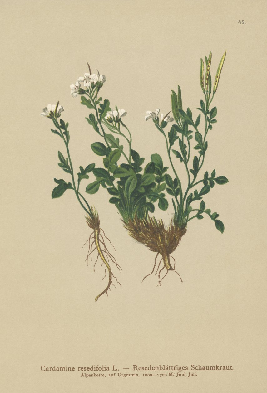 Mignonette-levelű keserűzsázsa (Cardamine resedifolia, Arabis bellidioides, Cardamine heterophylla) alkotó: German School