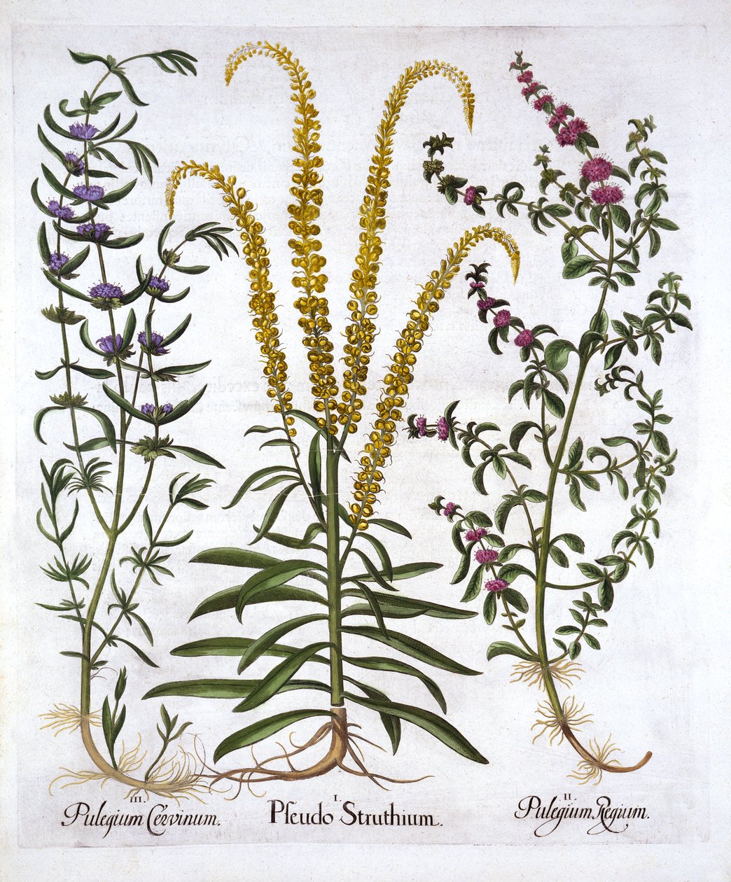 Mignonette, Pennyroyal és Marsh Mint, Hortus Eystettensistől, Basil Besler (1561-1629), pub. 1613 (kézzel színezett metszet) alkotó: German School
