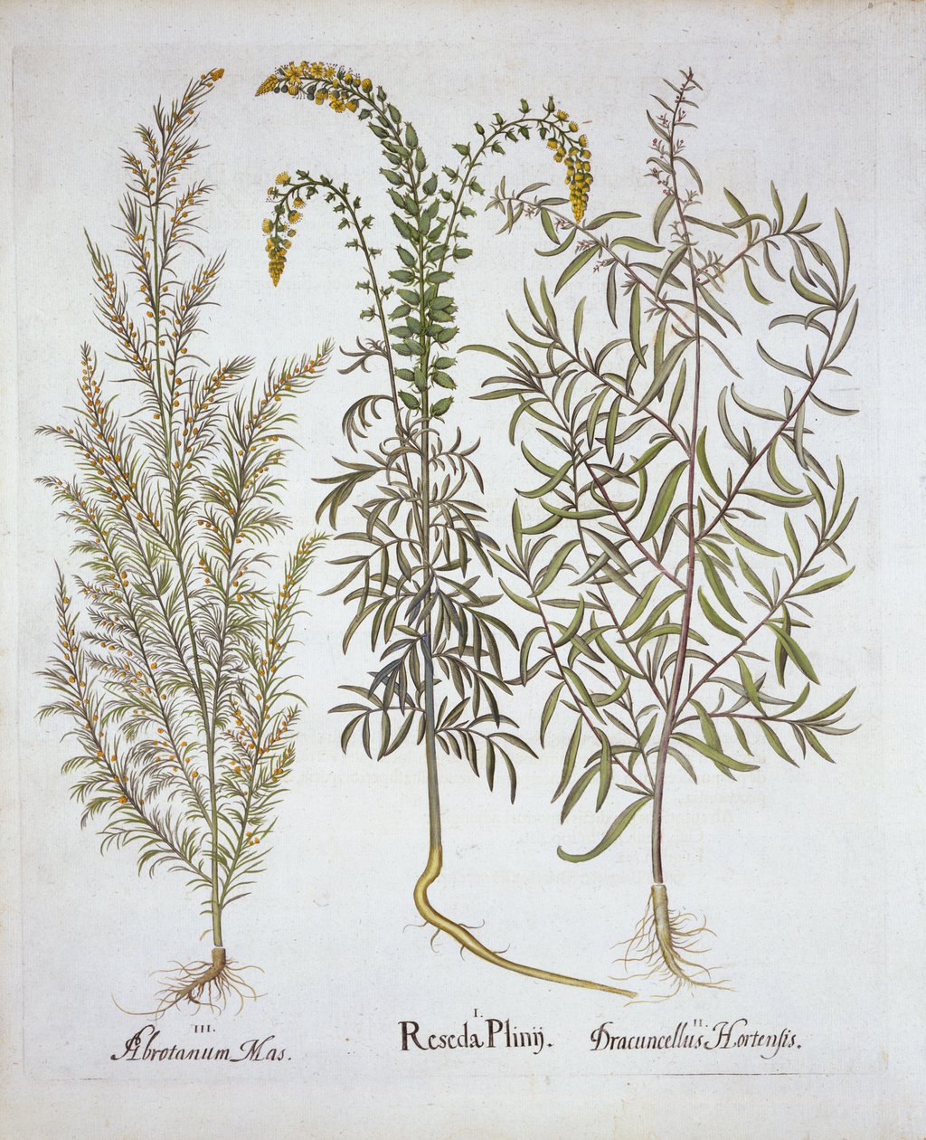 Mignonette, Southernwood és Tarragon, Hortus Eystettensisből, Basil Besler (1561-1629), pub. 1613 (kézzel színezett metszet) alkotó: German School