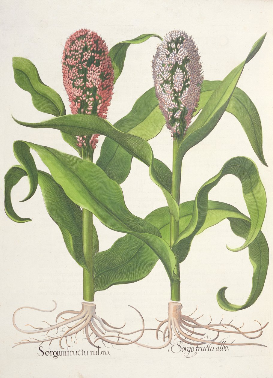 Köles: 1. Cirok piros gyümölcsökkel; Sorgo gyümölcs fehér, a Hortus Eystettensisből, Basil Besler (1561-1629), pub. 1613 alkotó: German School