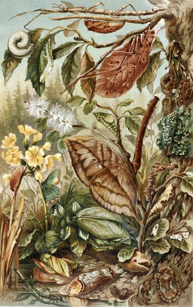 Mimicry of Insects, lemez a "Brehms Tierleben: Allgemeine Kunde des Tierreichs", 9. kötet, 10. o., Bibliographisches Institut kiadásában alkotó: German School