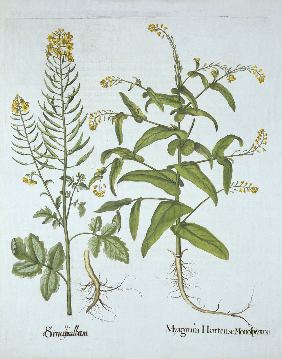 Gérfi zsázsa és fehér mustár, a Hortus Eystettensisből, Basil Besler (1561-1629), pub. 1613 (kézzel színezett metszet) alkotó: German School
