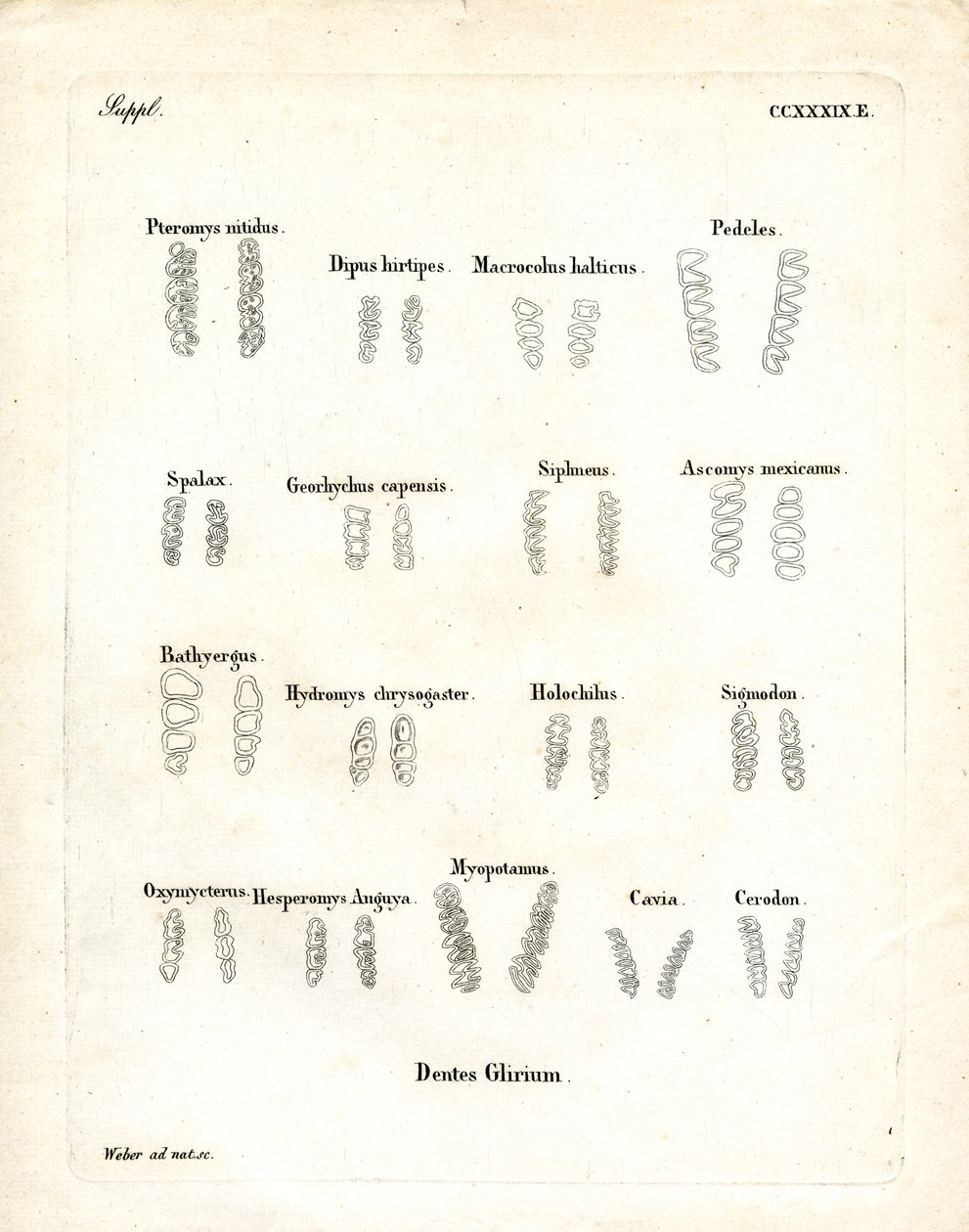 őrlőfogak (színes gravírozás) alkotó: German School