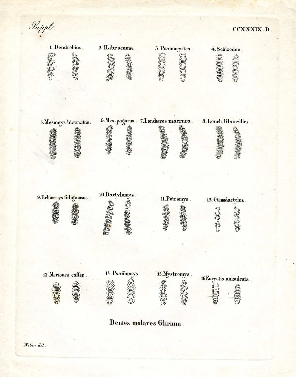 őrlőfogak (színes gravírozás) alkotó: German School