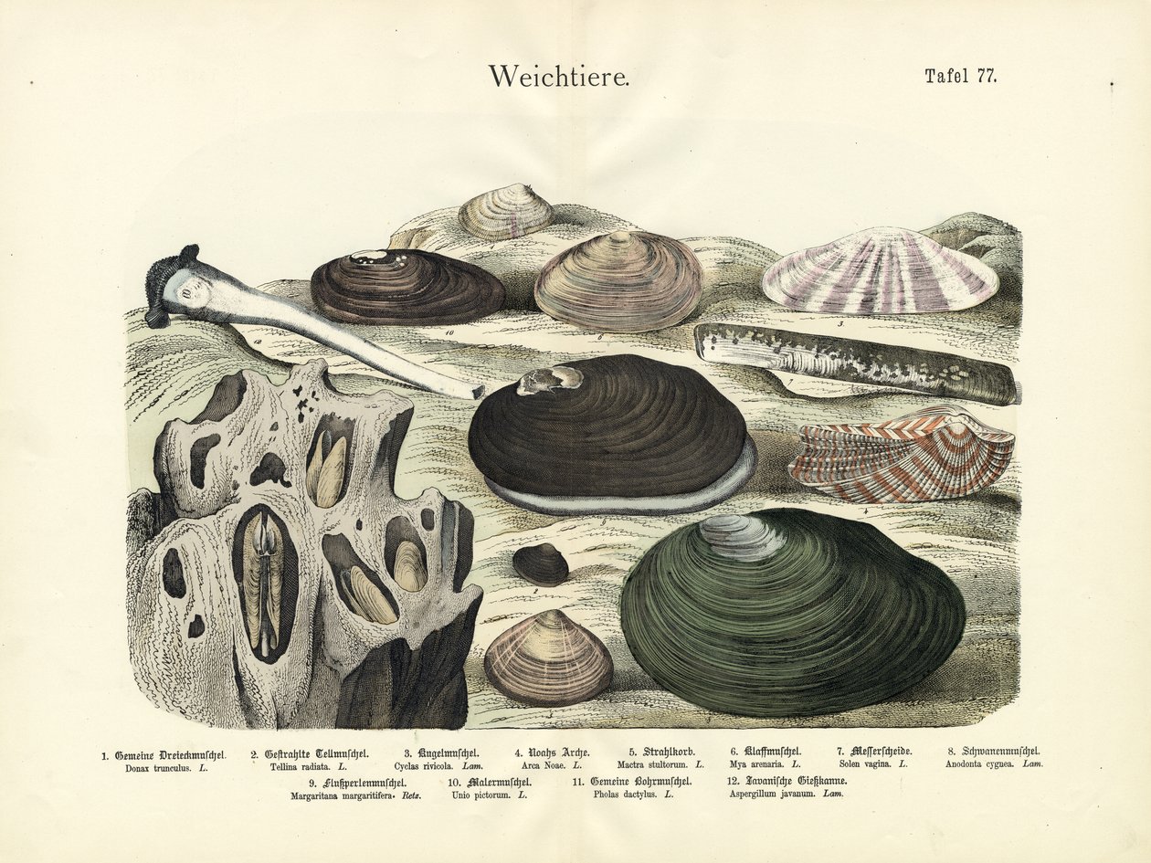 Puhatestűek, 1860 körül (színes litográfia) alkotó: German School
