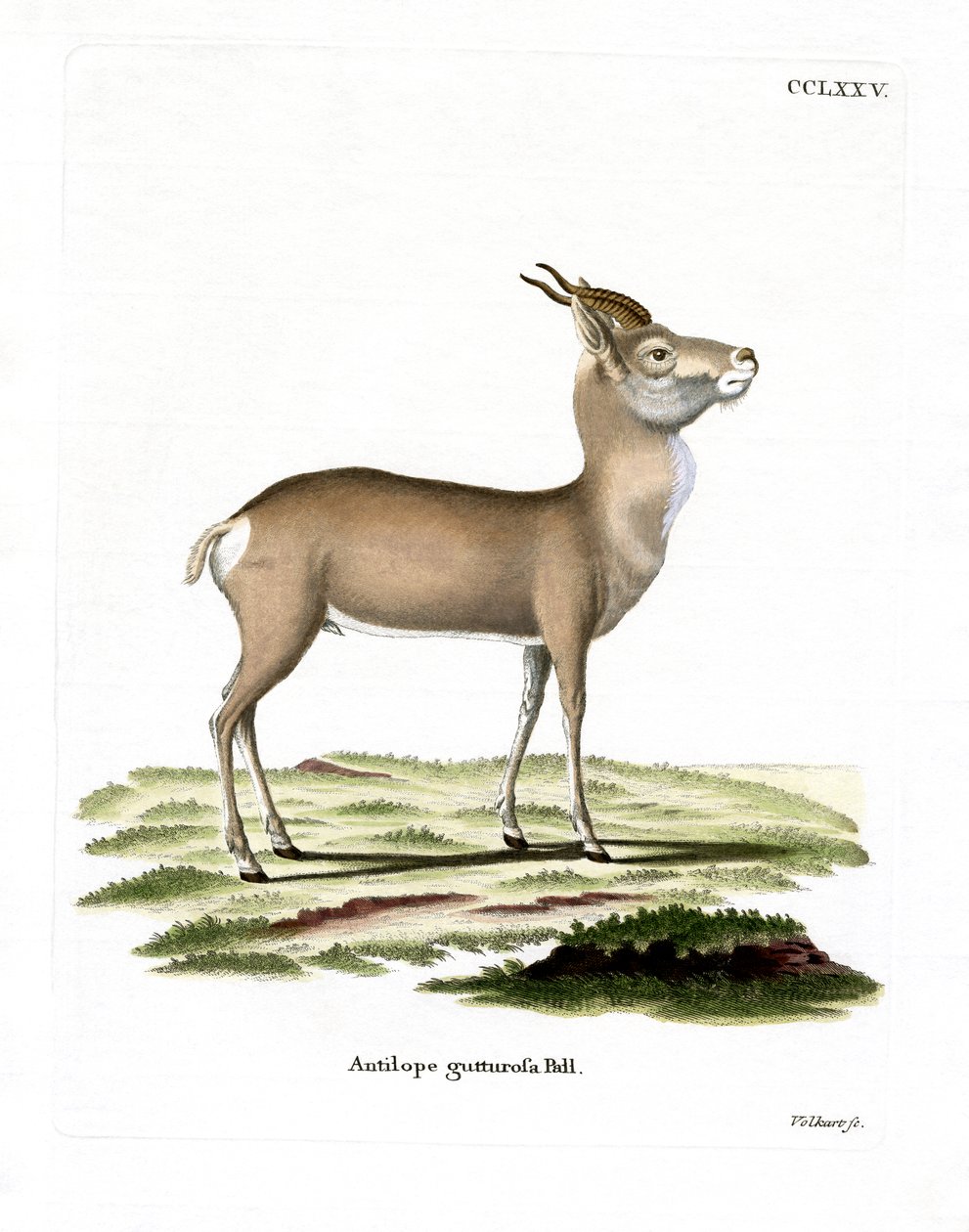 Mongol gazella (színes metszet) alkotó: German School