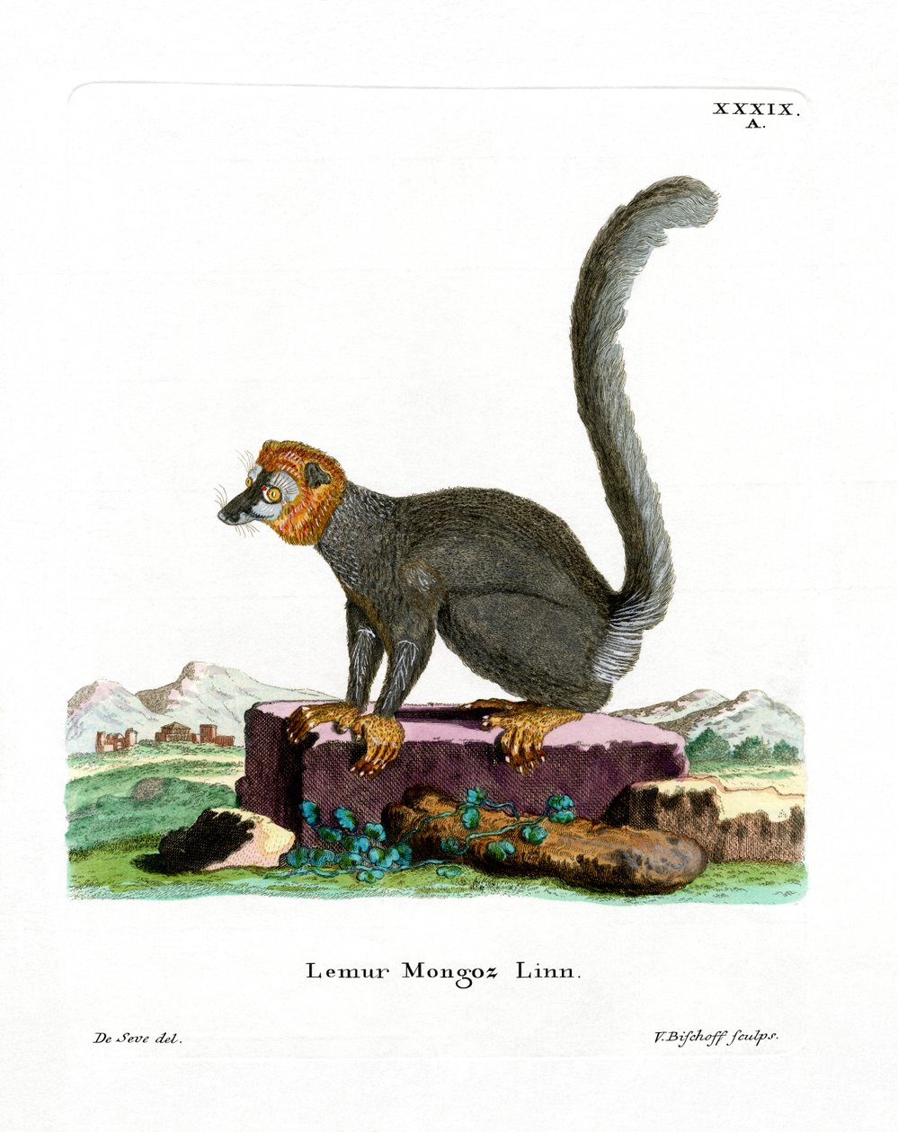 Mongoose Lemur (színes metszet) alkotó: German School