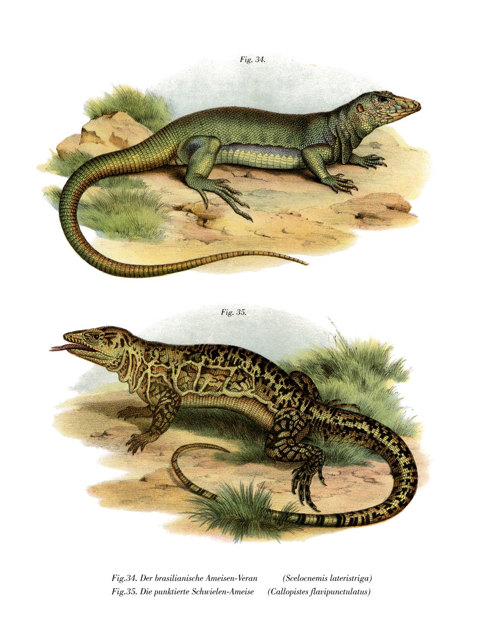 Monitor Lizard (színes litó) alkotó: German School
