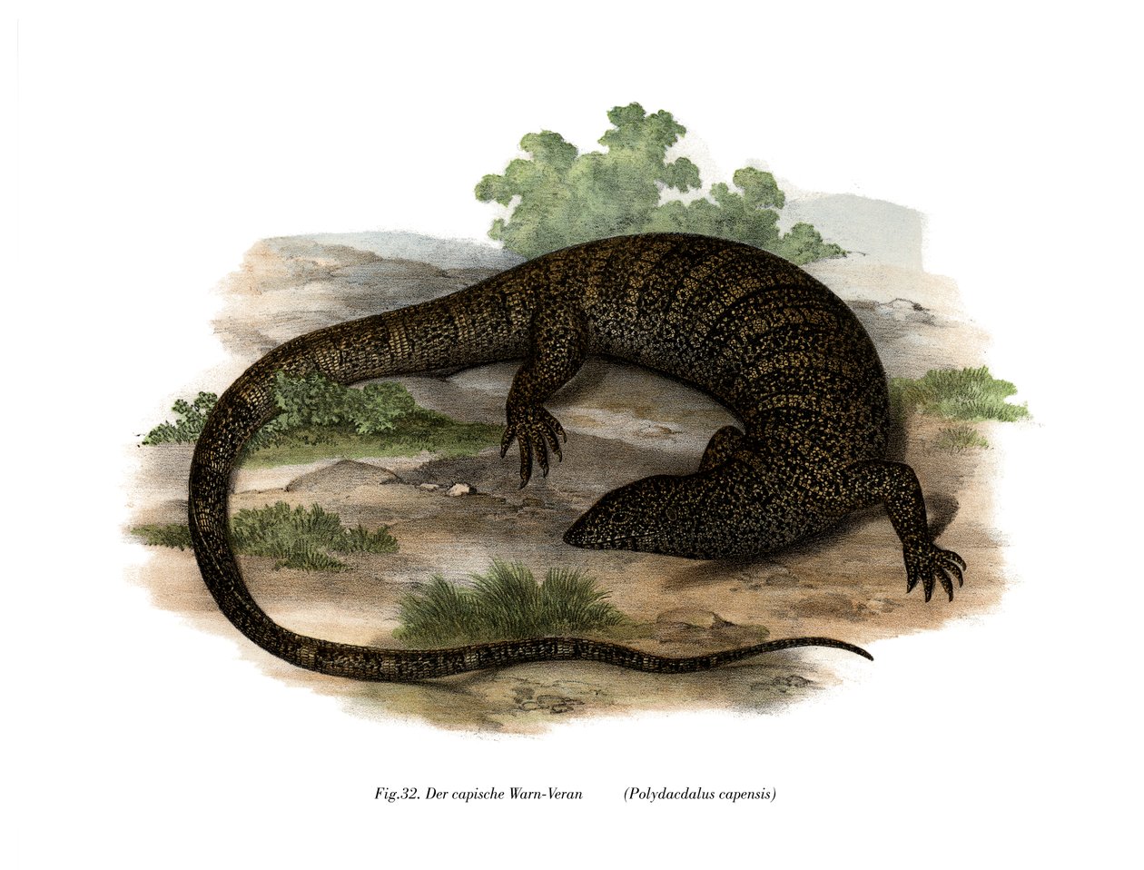 Monitor Lizard (színes litó) alkotó: German School