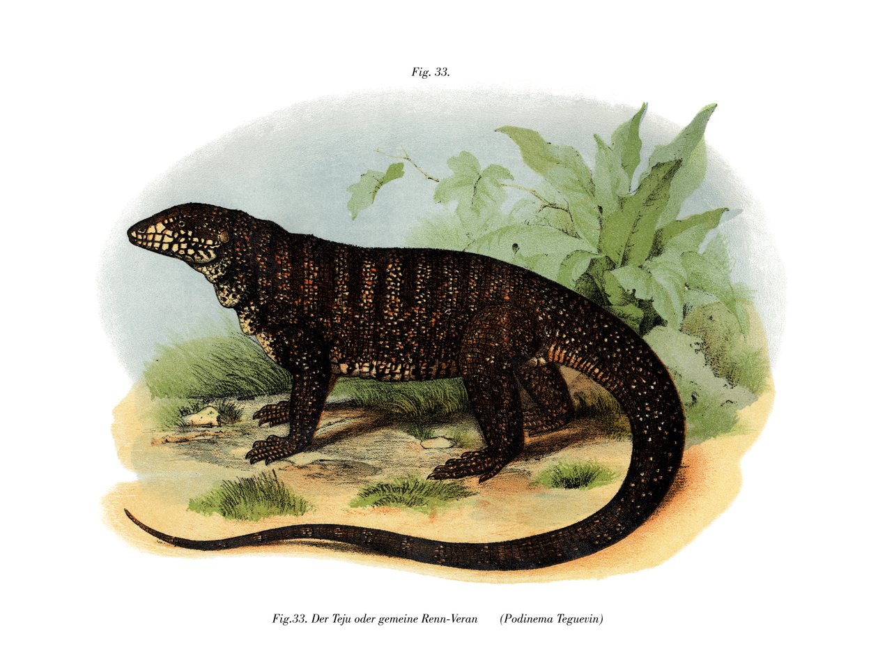 Monitor Lizard (színes litó) alkotó: German School
