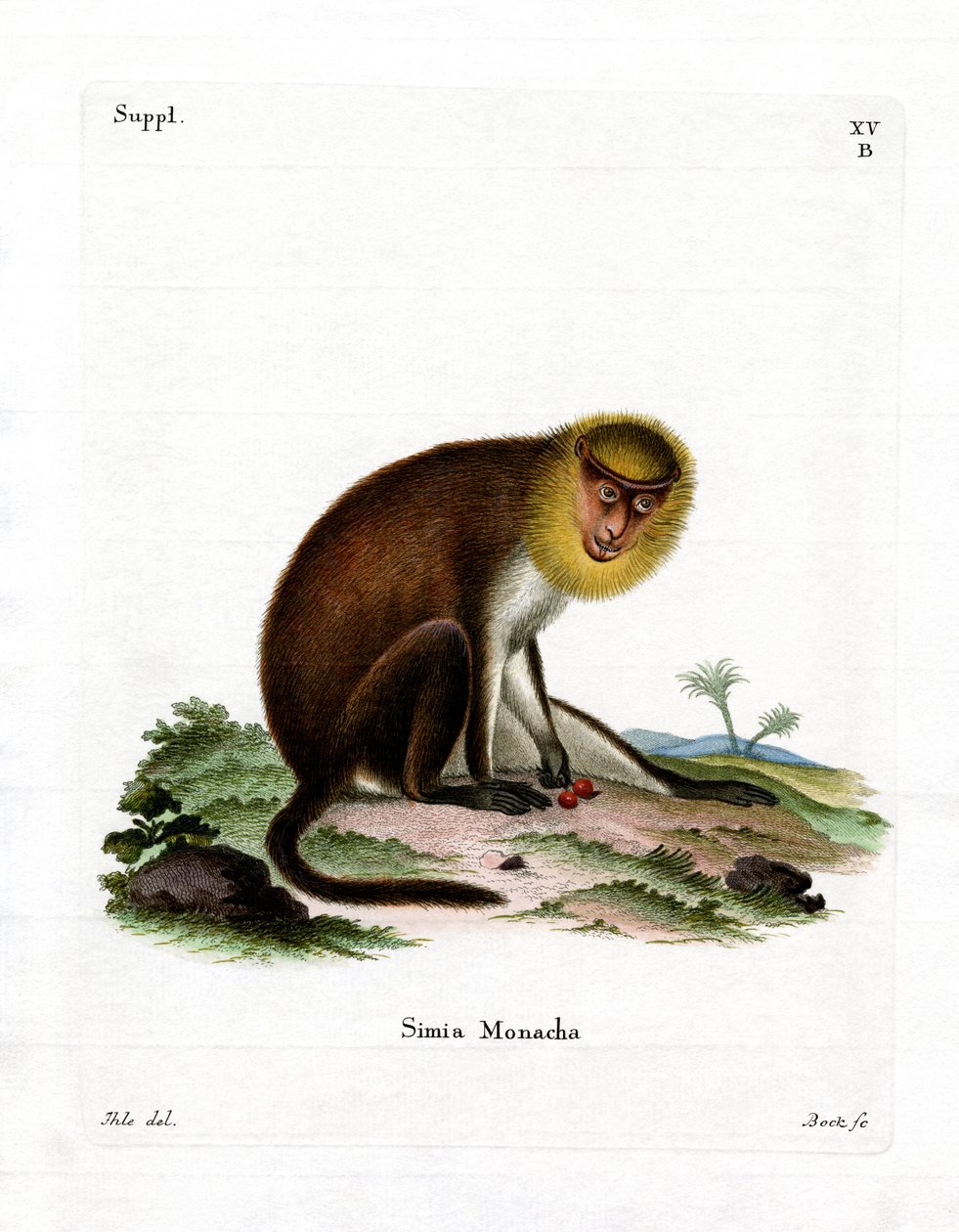 Monk Saki (színes metszet) alkotó: German School