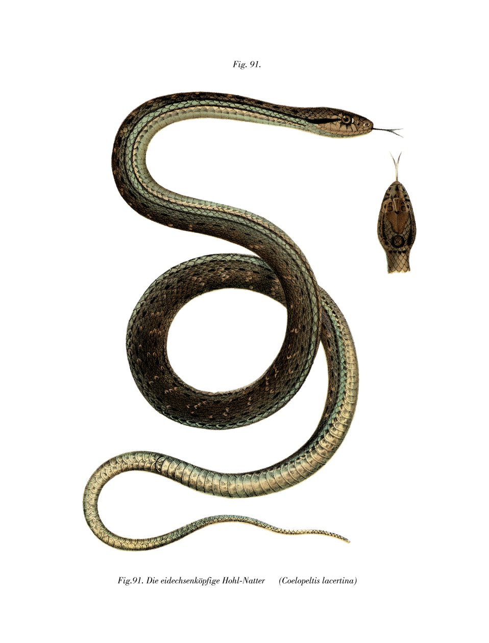 Montpellier Snake (színes litó) alkotó: German School