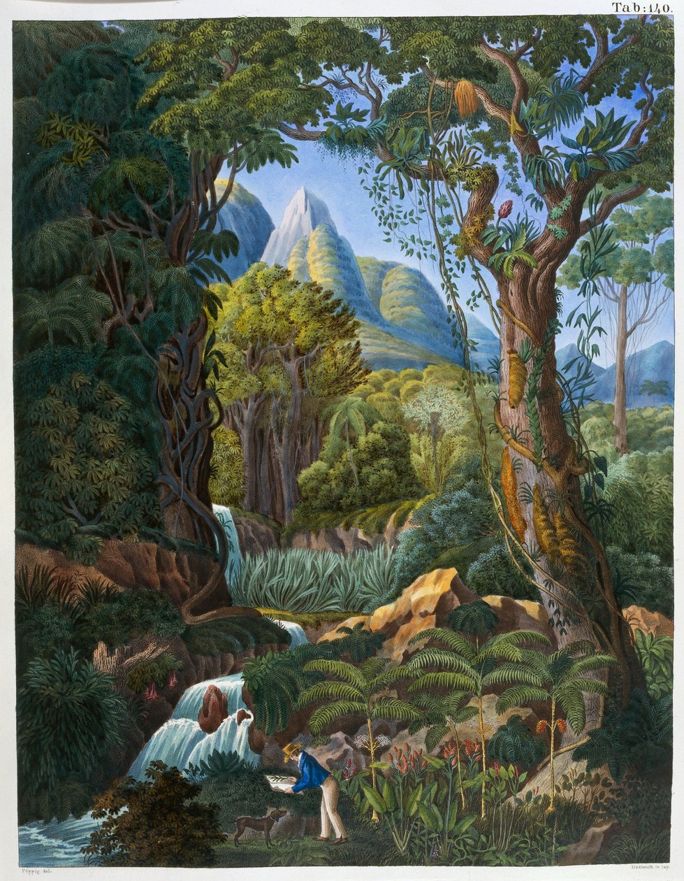 Morenia Poppigiana és erdő, Johann Baptist Von Spix és Carl Friedrich Von Martius „Historia Naturalis Palmarum” című művéből alkotó: German School