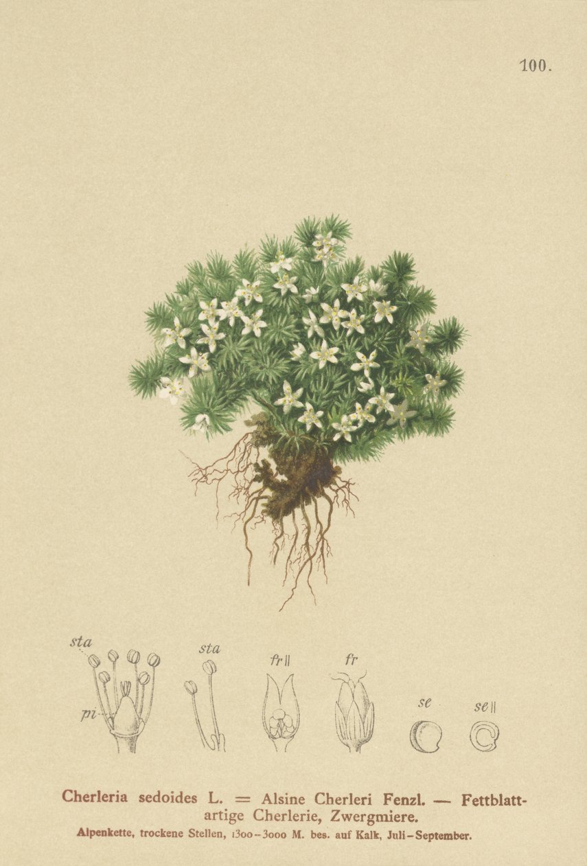 Mossy Cyphel (Cherleria sedoides, Minuartia sedoides, Alsine Cherleri) alkotó: German School