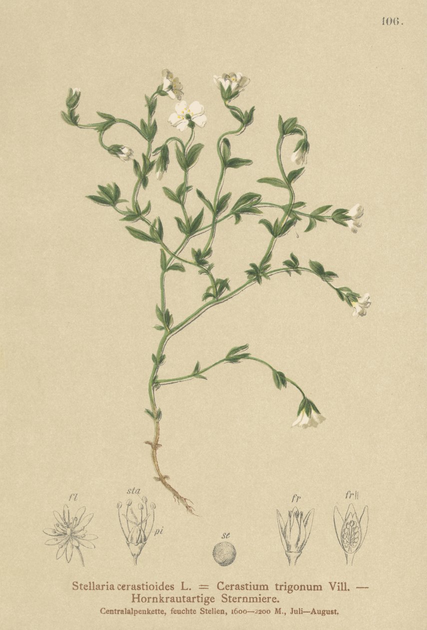 Hegyi tyúkfű (Stellaria cerastioides, Cerastium trigonum) alkotó: German School
