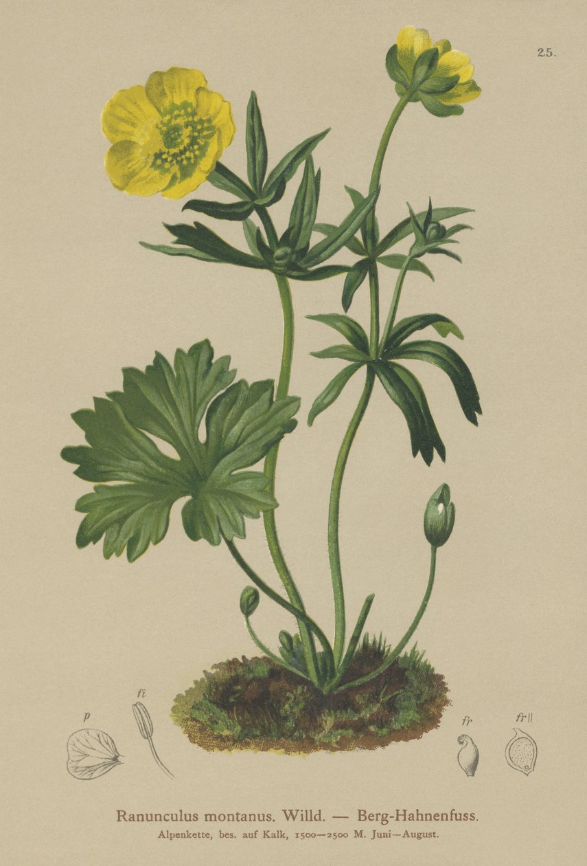 Hegyi varjúláb (Ranunculus montanus) alkotó: German School