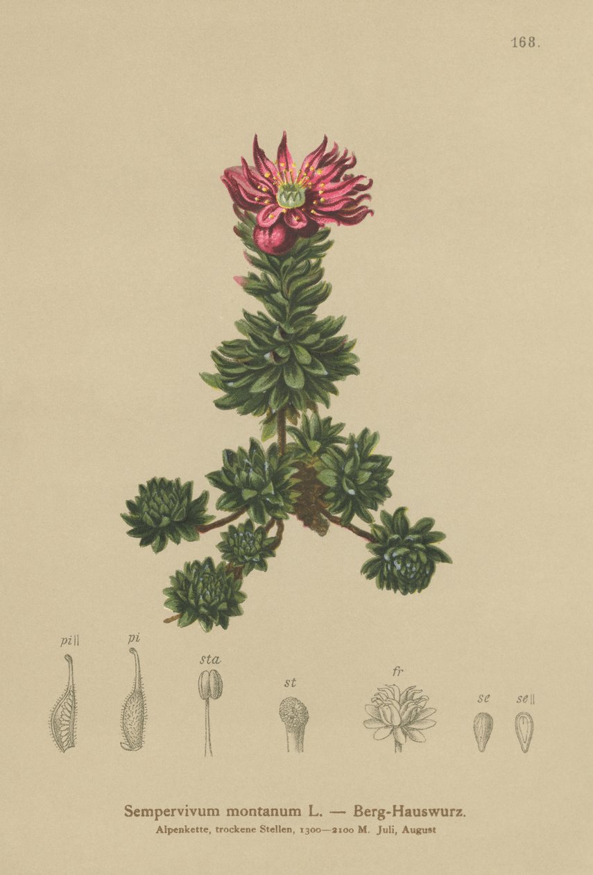 Hegyi póréhagyma (Sempervivum montanum) alkotó: German School