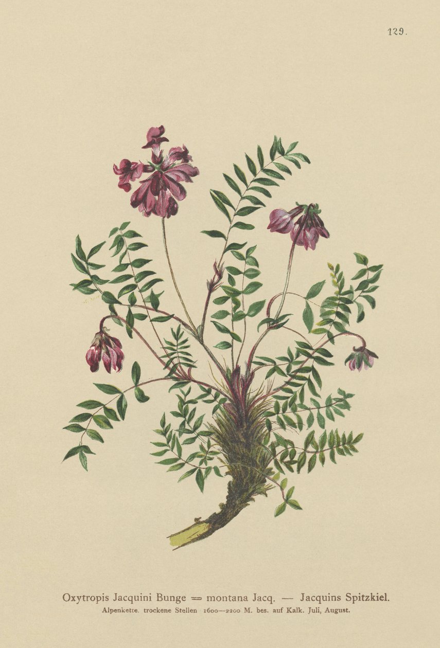 Hegyi bükköny (Oxytropis Jacquini, Oxytropis montana) alkotó: German School