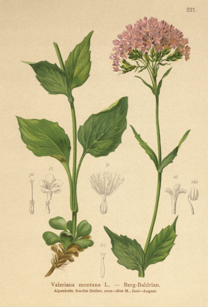 Hegyi valerián (Valeriana montana) alkotó: German School