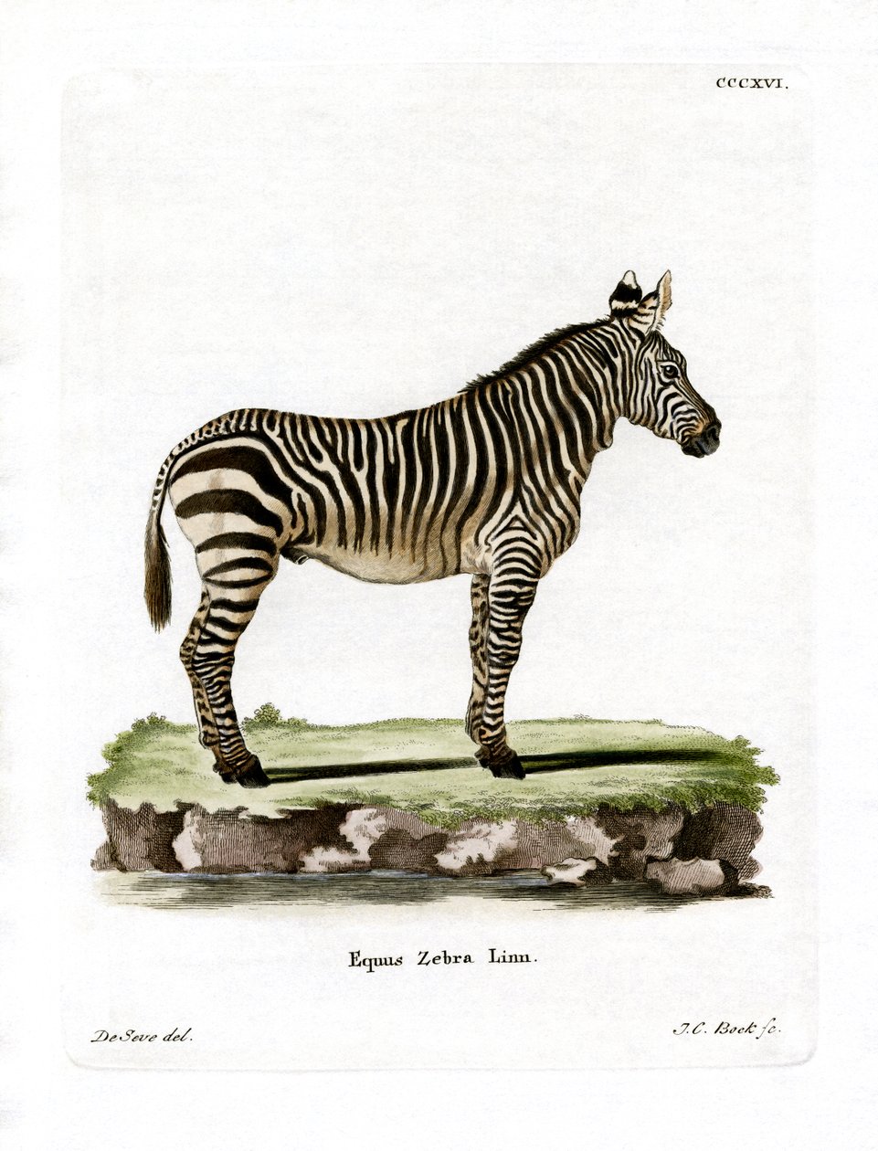 Hegyi zebra (színes metszet) alkotó: German School