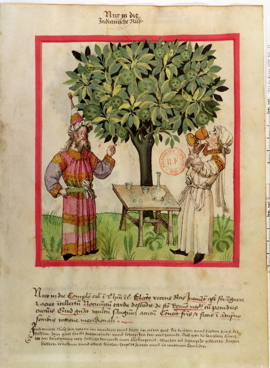 Ms.Lat.9333 fol.11 Szerecsendió betakarítása, Tacuinum Sanitatis alkotó: German School