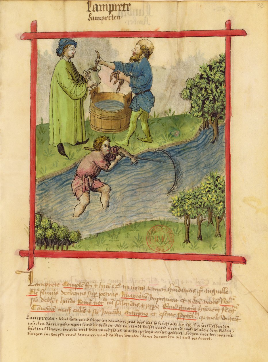 Ms Lat 9333 f.82 Angolna horgászata, a Tacuinum Sanitatis cégtől alkotó: German School