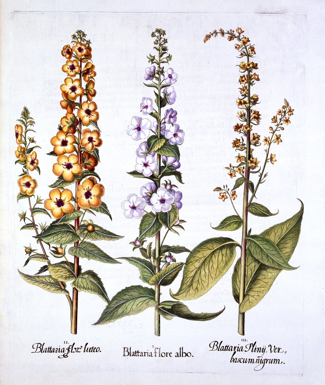 Mullein, Verbascum nemzetség, a Hortus Eystettensisből, Basil Besler (1561-1629), pub. 1613 (kézzel színezett metszet) alkotó: German School