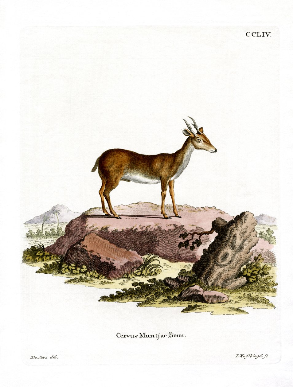 Muntjac (színes metszet) alkotó: German School