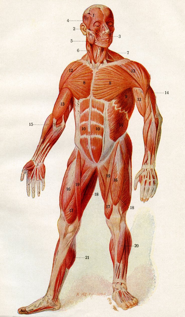 Az emberi test izomzata, a 
