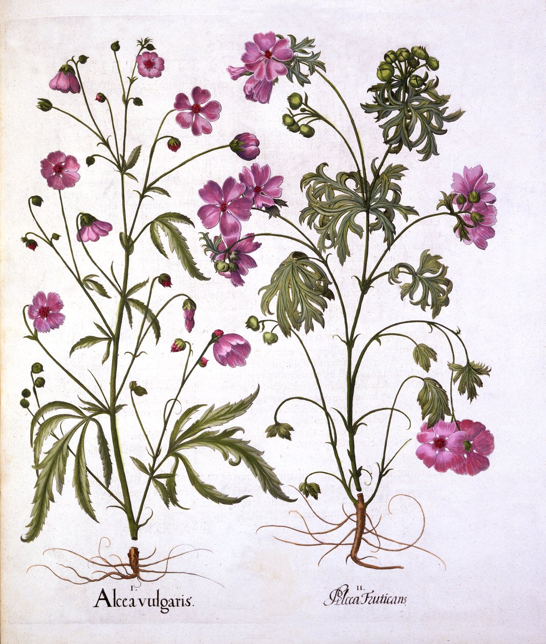 Musk Mallow, a Hortus Eystettensisből, Basil Besler (1561-1629), pub. 1613 (kézzel színezett metszet) alkotó: German School