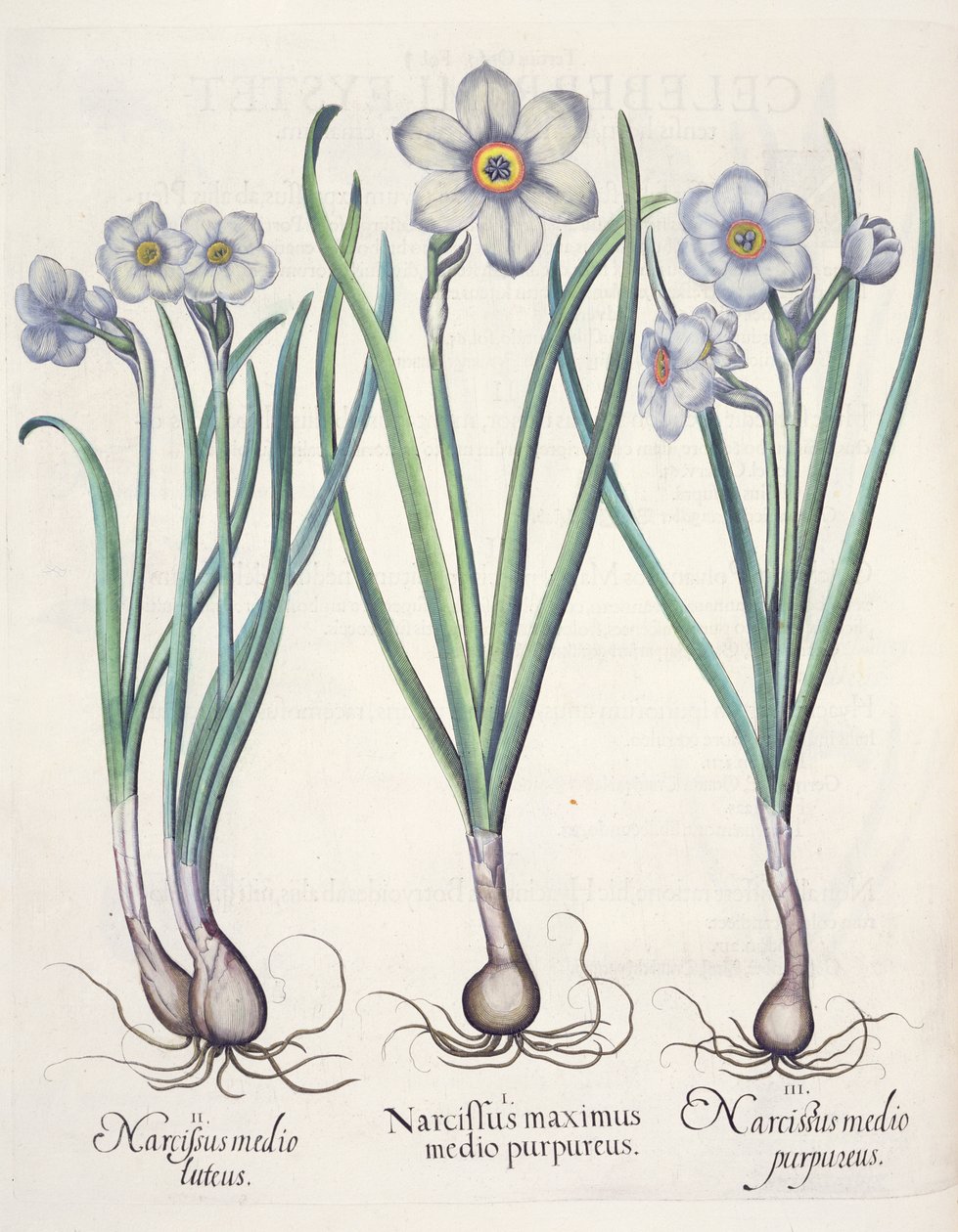 Nárcisz: 1. Nárcisz a legnagyobb a lilák között; 2. Nárcisz középen; 3. Narcissus purpureus, a Hortus Eystettensisből Basil Besler (1561-1629), pub. 1613 alkotó: German School