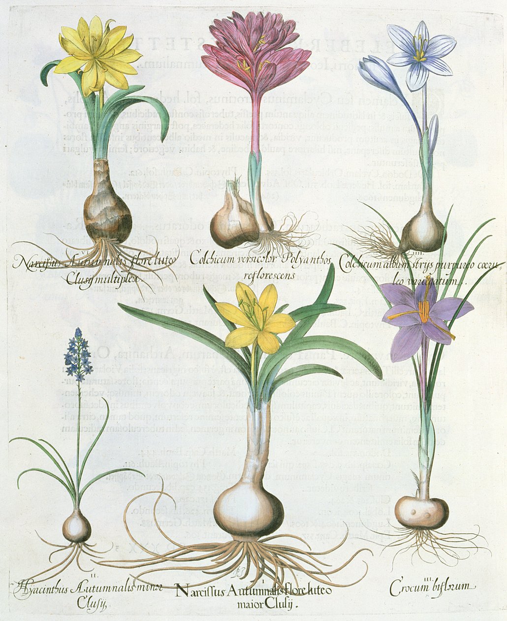 Nárcisz, krókuszok és jácint: 1. Narcissus autumnalis; 2.Hyacinthus autumnalis; 3.Crocum biflorum; 4.Colchium album; 5. Colchium versicolor; 6. Narcissus autumnalis, a Hortus Eystettensisből, Ba alkotó: German School