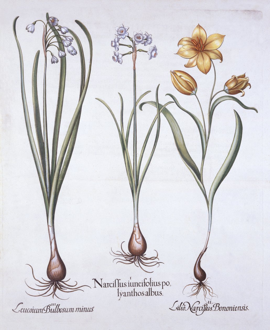 Nárcisz, tulipán és nyári hópehely, a Hortus Eystettensisből, Basil Besler (1561-1629), pub. 1613 (kézzel színezett metszet) alkotó: German School
