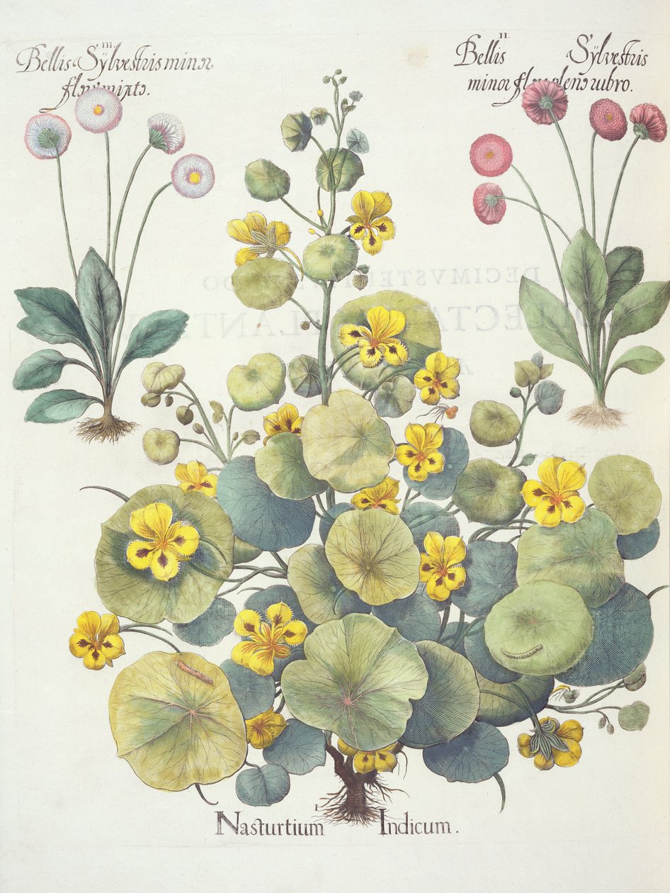 Oroszlánfélék és százszorszépek: 1.Nasturtium indicum; 2.Bellis Sylvester minor, tele piros virágokkal; 3.Bellis Sylvestri minor flore mixta, a Hortus Eystettensisből, Basil Besler (1561-1629), pub. 1613 alkotó: German School